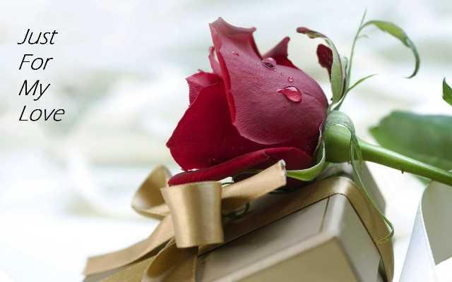 दोस्ती हो या प्यार.. रोज डे पर सबको दें गुलाब!
