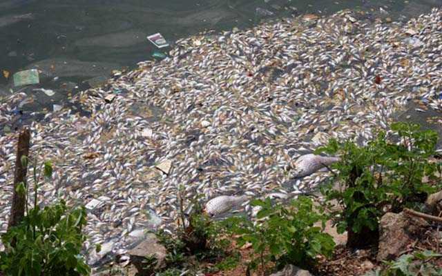 Ulsoor-Lake-Bengaluru-Dead-Fishes