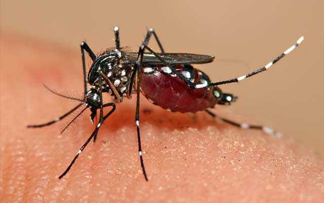 Aedes_aegypti_feeding