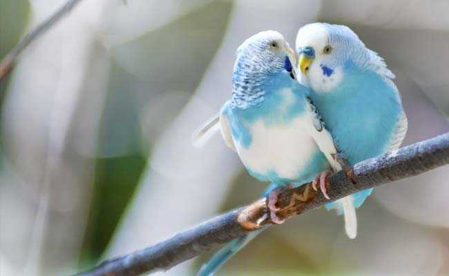 birds-fall-in-love