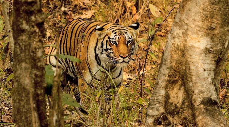 igress, Panthera Tigris, Pench National Park, Maharashtra, India