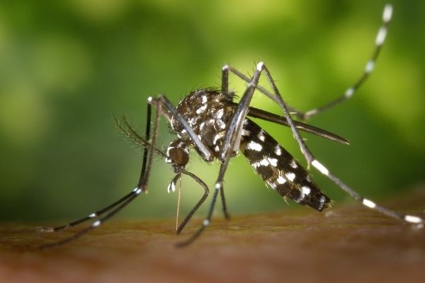 dengue cases in india