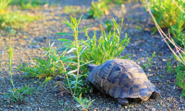 Benefits of raising a tortoise