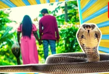 Couple Pre-Wedding Photoshoot With Snake