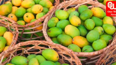 National Mango day