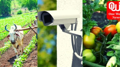 Maharashtra किसान ने चोरी से बचाने के लिए खेत में लगाया सीसीटीवी कैमरा