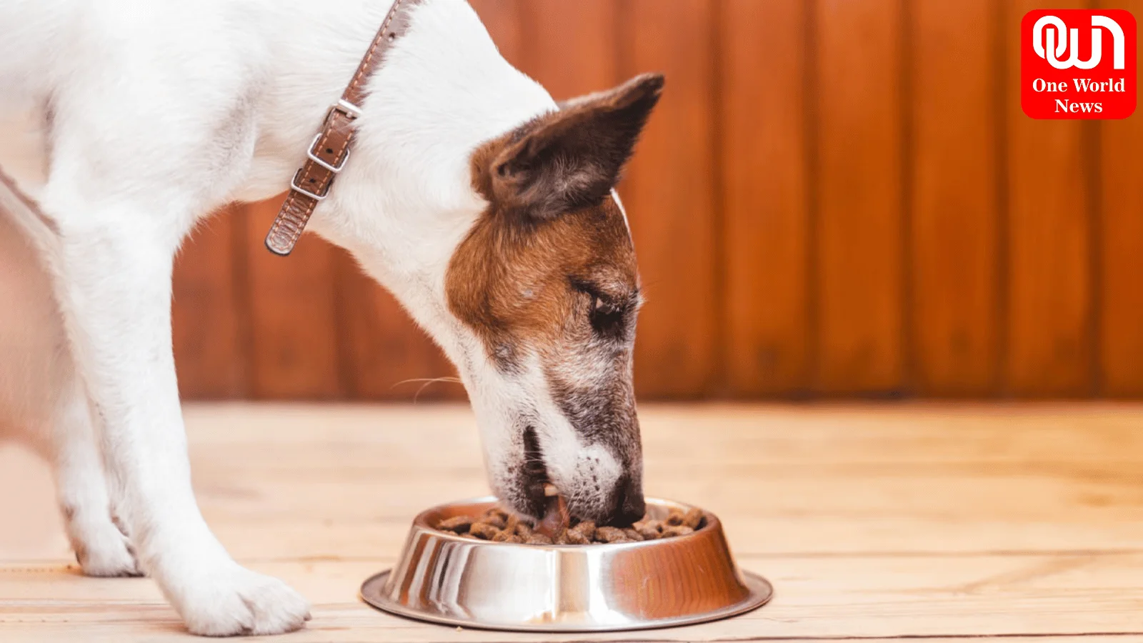 Harmful Food for Dogs