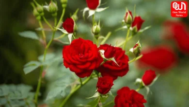 Fertilizers For Rose Plants