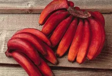 Red Banana Benefits