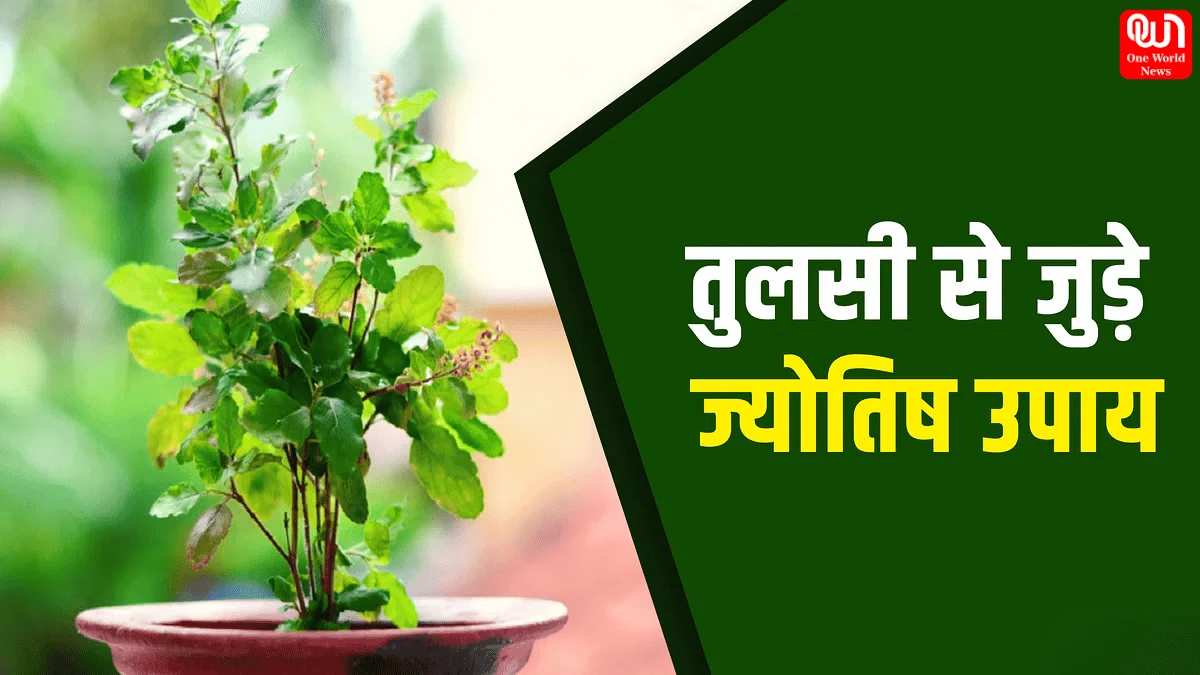 Tulsi Ke Upay: घर में चाहिए बरकत तो करें तुलसी जी के ये उपाय, नहीं होगी धन की कमी, बदल जाएगी आपकी किस्मत 1 Tulsi Ke Upay