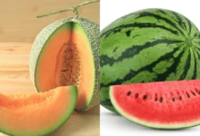 Watermelon vs Muskmelon