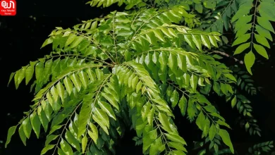 Curry Leaves Plant Care Tips