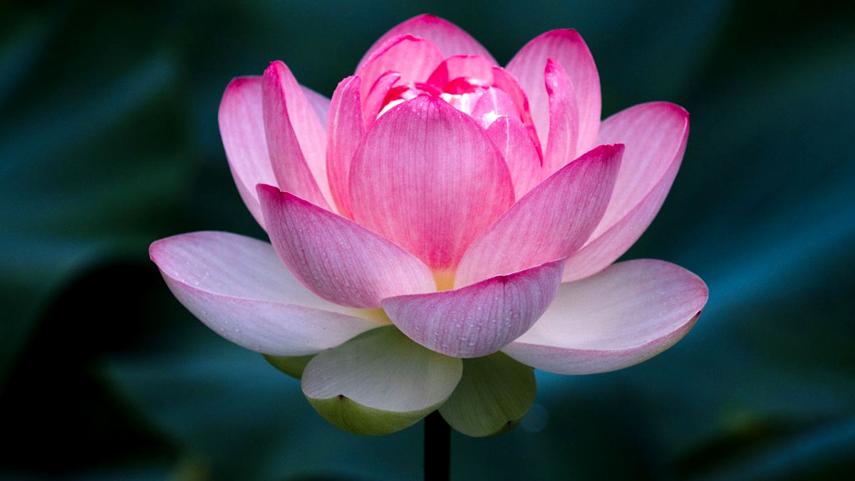 कमल का फूल सपने में देखना