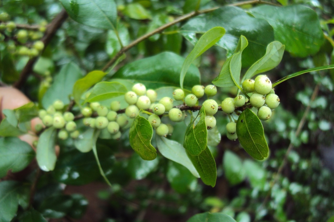 Ayurvedic Weight Loss Herbs: पेट की चर्बी नहीं हो रही कम तो ट्राई करें ये आयुर्वेदिक जड़ी-बूटियां, हफ्तेभर में आपकी बॉडी हो जाएगी एकदम स्लिम 20 गुग्गुल