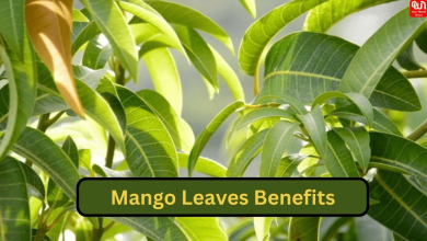 Mango Leaves Benefits For Health