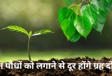 Plants Vastu Tips