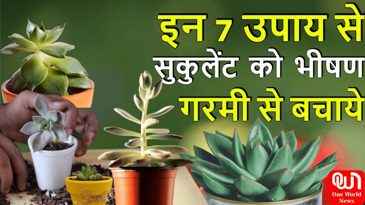 Succulent Plants Care Tips: आसानी से उग जाते हैं सक्युलेंट प्लांट्स, गर्मियों में ऐसे करेंगे केयर तो कभी नहीं खराब होंगे पौधे 1 Succulent Plants Care Tips