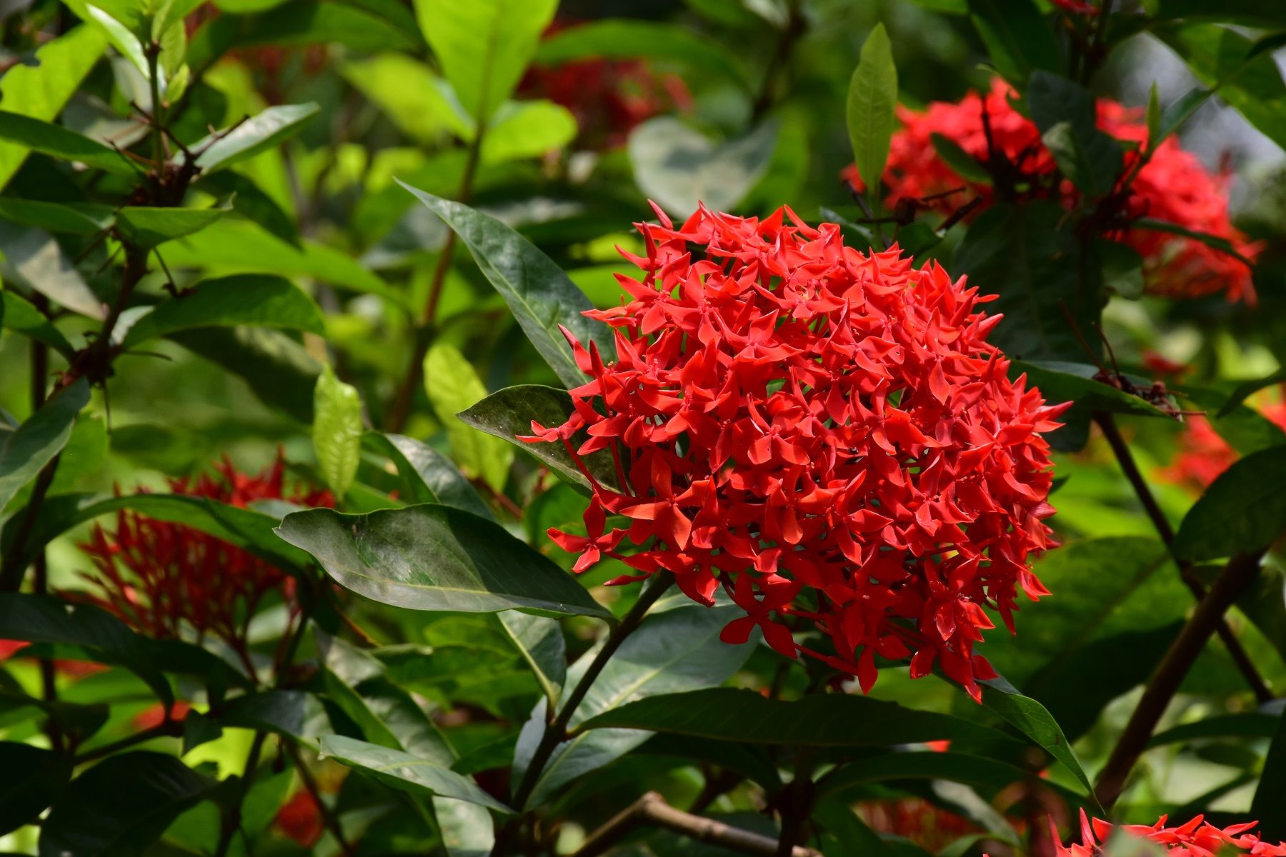 ixora2