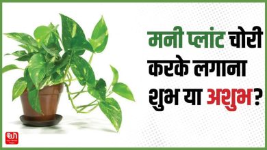 Vastu Tips For Money Plant