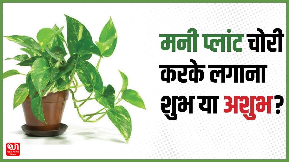 Vastu Tips For Money Plant: क्या मनी प्लांट को चोरी करके लगाना चाहिए? जानें क्या कहता है वास्तु शास्त्र, पौधा लगाने से पहले इन बातों का रखें ध्यान 1 Vastu Tips For Money Plant