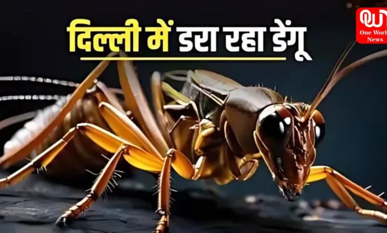 Delhi Dengue Cases: बारिश के मौसम में बढ़ रहे हैं डेंगू के केस, 650 से अधिक मामले आए सामने 1 Delhi Dengue Cases