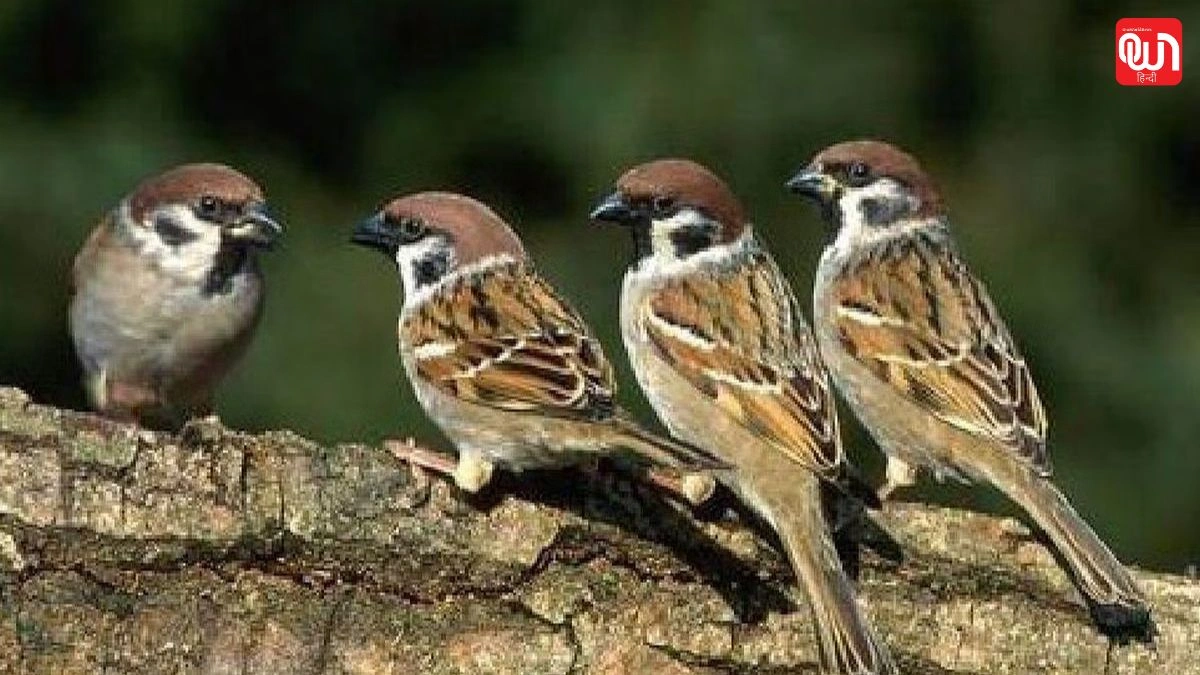 World Sparrow Day: विश्व गौरैया दिवस 2025, नन्ही चिड़िया की बड़ी चिंता 1 World Sparrow Day