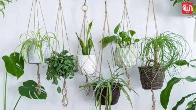 10 Best Hanging Plants