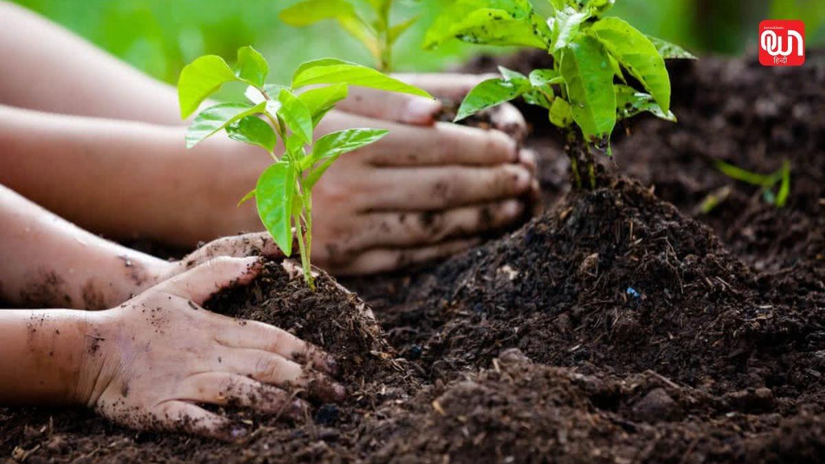 Day of Trees: पेड़ लगाओ, पृथ्वी बचाओ, ट्री डे 2025 1 Day of Trees