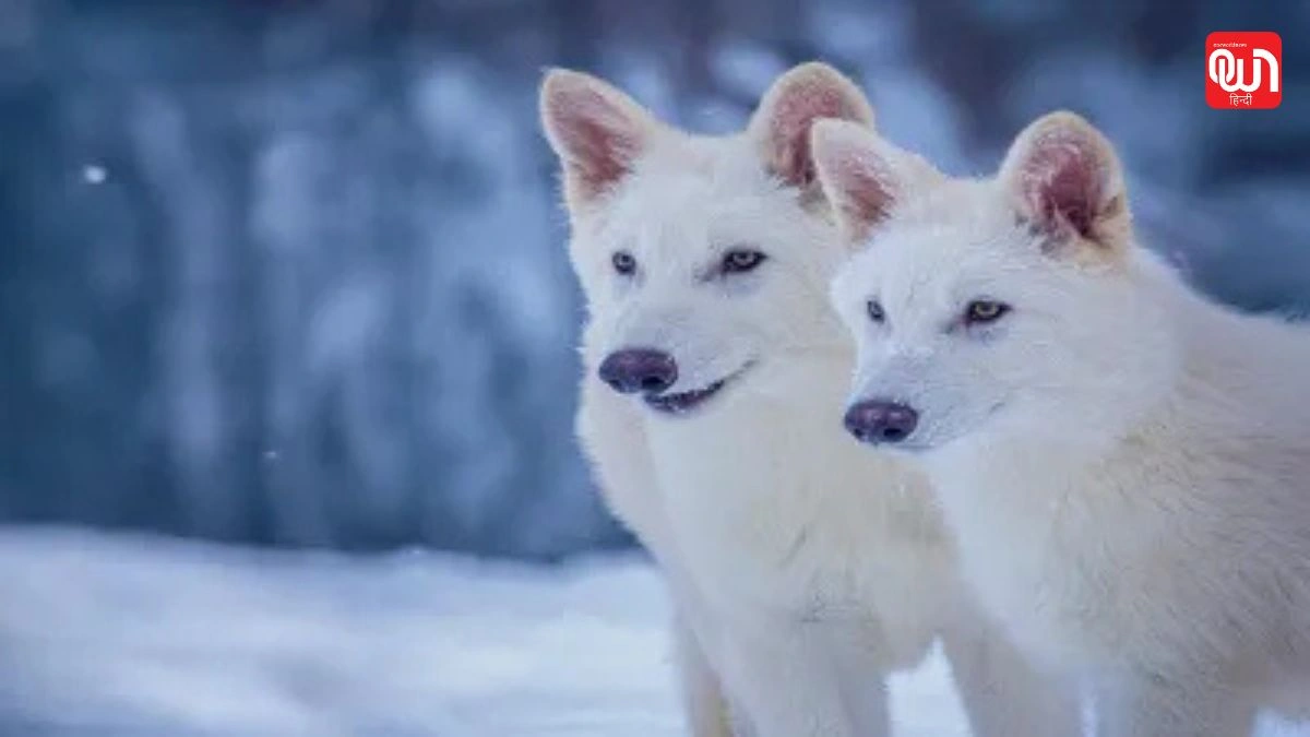 Dire Wolf: विलुप्त नहीं, वापस लौटती प्रजातियाँ, डायर वुल्फ की कहानी 1 Dire Wolf