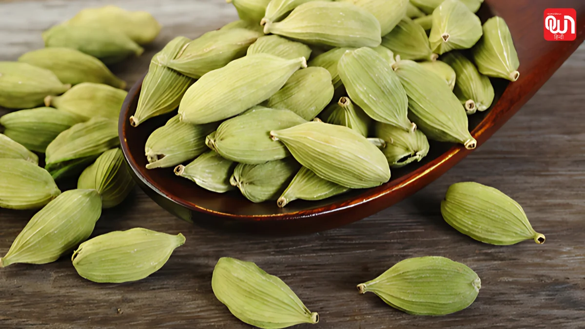 Good night tips: पाचन से लेकर नींद तक, जानिए कैसे दो इलायची रात भर में आपके स्वास्थ्य को बेहतर बना सकती है 1 Good night tips