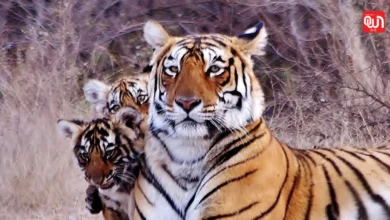 Ranthambore: कहानी रणथंभौर की जहाँ बेटी कनकटी की विदाई के बाद बाघिन मां एरोहेड भी चल बसी 5 Ranthambore