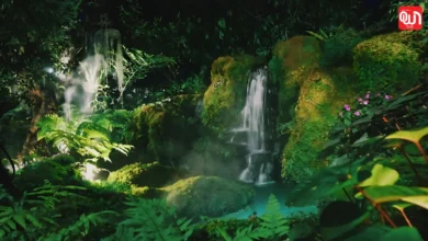 World Rainforest Day