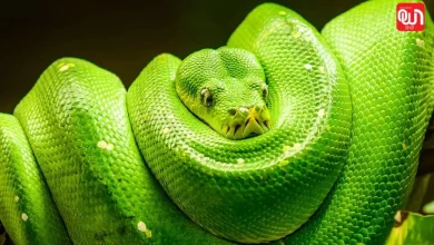 World Snake Day