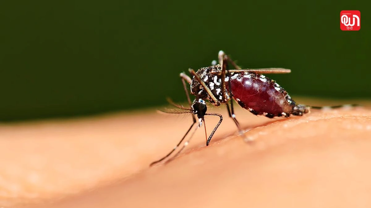 World Mosquito Day: विश्व मच्छर दिवस 2025, एक छोटे जीव से बड़े खतरे तक की कहानी 1 World Mosquito Day