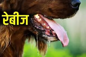 Dog Scratch Cause Rabies