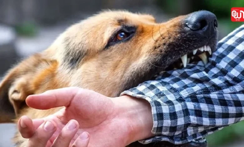 Dog bite Compensation