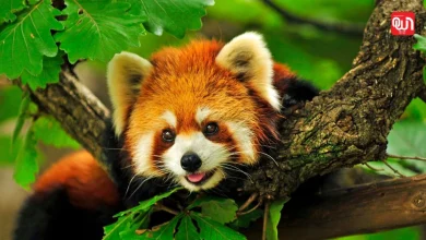 International Red Panda Day: अंतर्राष्ट्रीय रेड पांडा दिवस पर खास, प्रकृति के इस नाजुक जीव के बारे में 10 रोचक तथ्य 6 International Red Panda Day