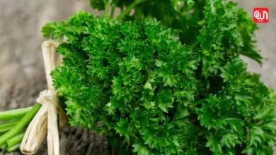 Parsley Benefits: धनिया नहीं, यह है पार्सले! जानें अजमोद (Parsley) के फायदे और इस्तेमाल 2 Parsley Benefits