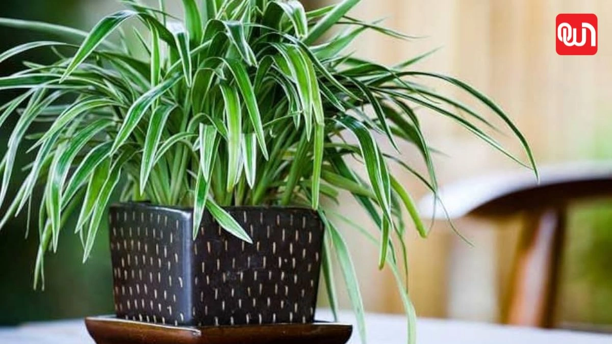 Spider plants: घर की सुंदरता और ताजगी के लिए Spider Plants के फायदे 1 Spider plants