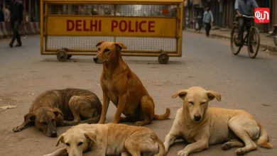 Street dogs digital monitoring: दिल्ली में 10 लाख स्ट्रीट डॉग्स की डिजिटल मॉनिटरिंग के लिए माइक्रोचिप लगना अनिवार्य, पेट शॉप्स का पंजीकरण भी जरूरी 6 Street dogs digital monitoring