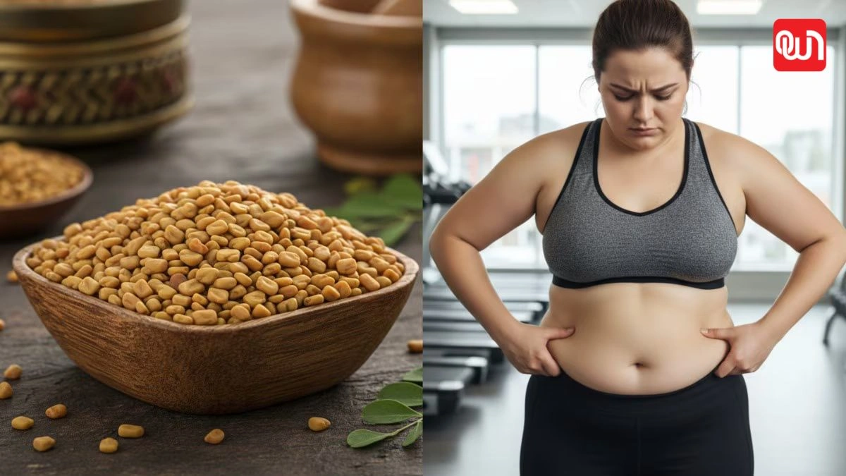 Fenugreek Seeds: मेथी दाना वजन घटाने के लिए, मोम की तरह पिघलेगी पेट की चर्बी 1 Fenugreek Seeds