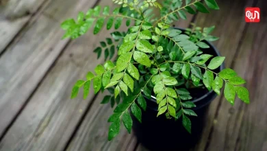 Grow Curry Plant In Winter