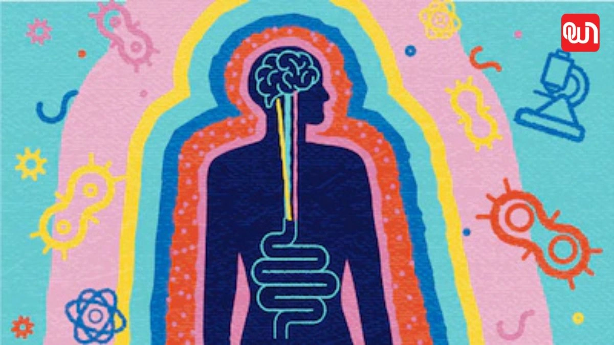 Gut-Brain Connection: पेट और दिमाग जुड़े हैं, जानें कैसे पाचन प्रभावित करता है मूड? 1 Gut-Brain Connection