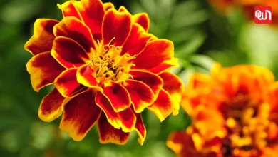 How to Grow Marigold: मारिगोल्ड उगाने के आसान तरीके, घर पर टोकरी भर-भर कर खिलेंगे गेंदे के फूल 2 How to Grow Marigold
