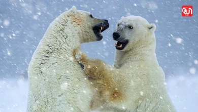 Polar Bear Week: पोलर बेयर वीक 2025, बर्फीले भालुओं की सुरक्षा का वैश्विक अभियान 8 Polar Bear Week