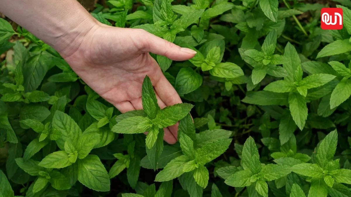 Pudina Gardening Tips: घर पर पुदीना उगाने के आसान टिप्स, ताजा और हरा-भरा पुदीना पाएं 1 Pudina Gardening Tips