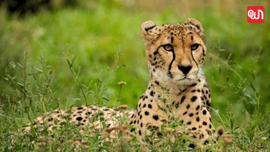 International Cheetah Day