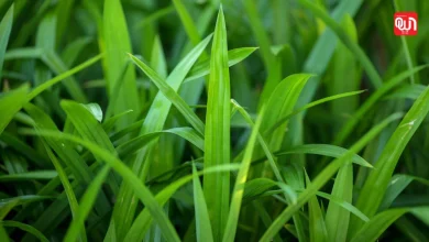 Pandan leaves for diabetes