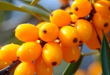 Benefits of sea buckthorn berries