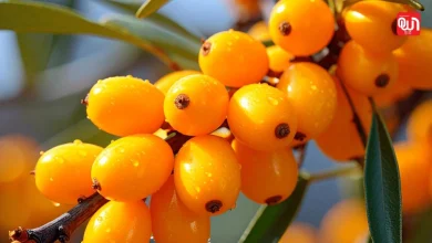 Benefits of sea buckthorn berries